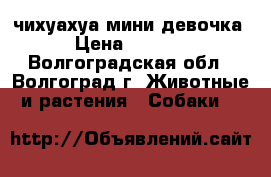 чихуахуа мини девочка › Цена ­ 8 500 - Волгоградская обл., Волгоград г. Животные и растения » Собаки   